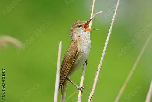 Reed warbler trush song bird photo