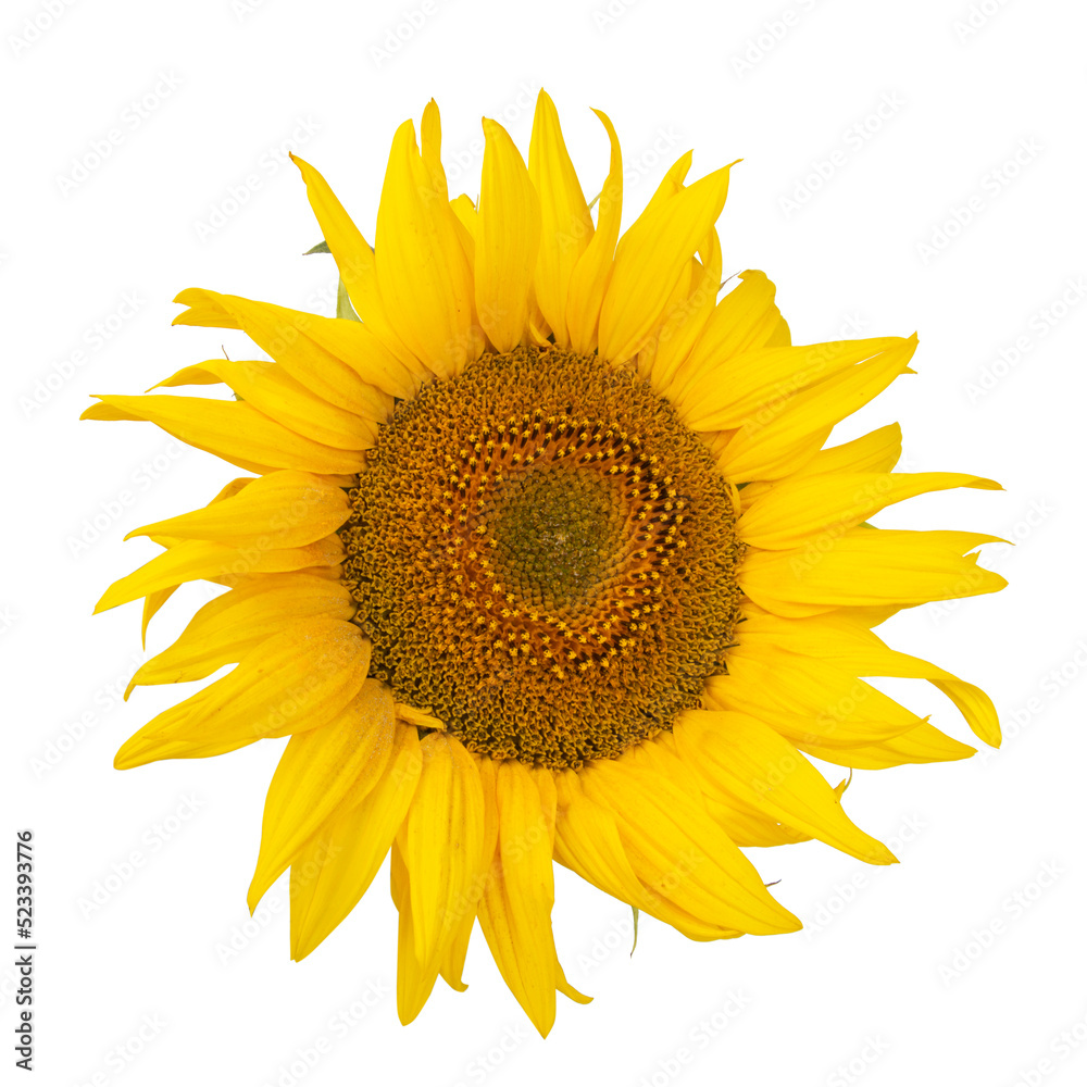 Naklejka premium Yellow sunflower blooming beautiful isolated on the white background