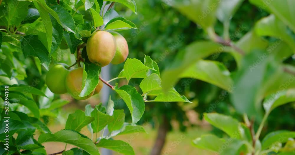 Immature fruits. Unripe green apples in spring. Growing apple tree. 4K close-up, slow motion. Gardining. Agriculture. Organic natural eco production. Immature fruits. Unripe green apples in spring. Growing apple tree. 4K close-up, slow motion. Gardining. Agriculture. Organic natural eco production.