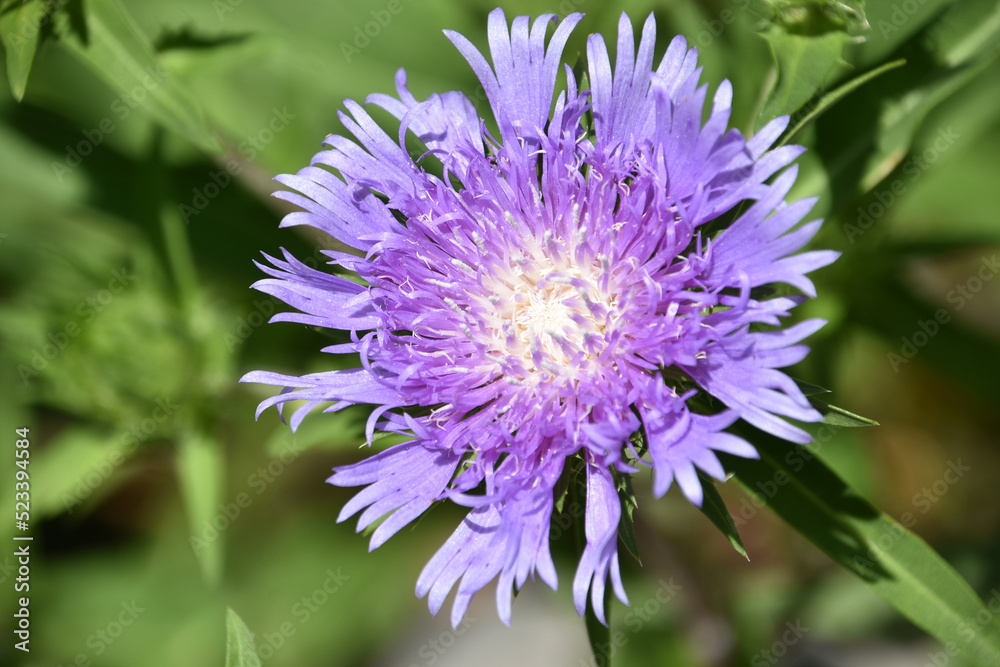 Ruffled Purple Pincushion Flower Blooming in a Garden Ruffled Purple Pincushion Flower Blooming in a Garden