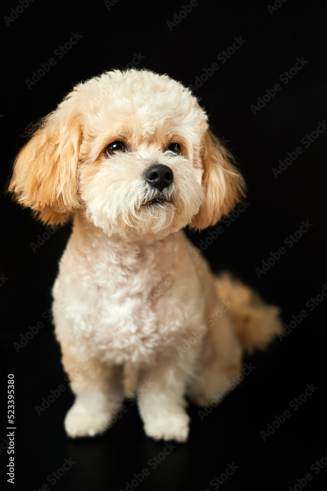 A portrait of beige Maltipoo puppy on a black background. Adorable Maltese and Poodle mix Puppy