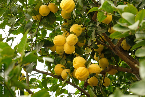Yellow citrus lemon fruits and green leaves on lemon tree branch in sunny garden