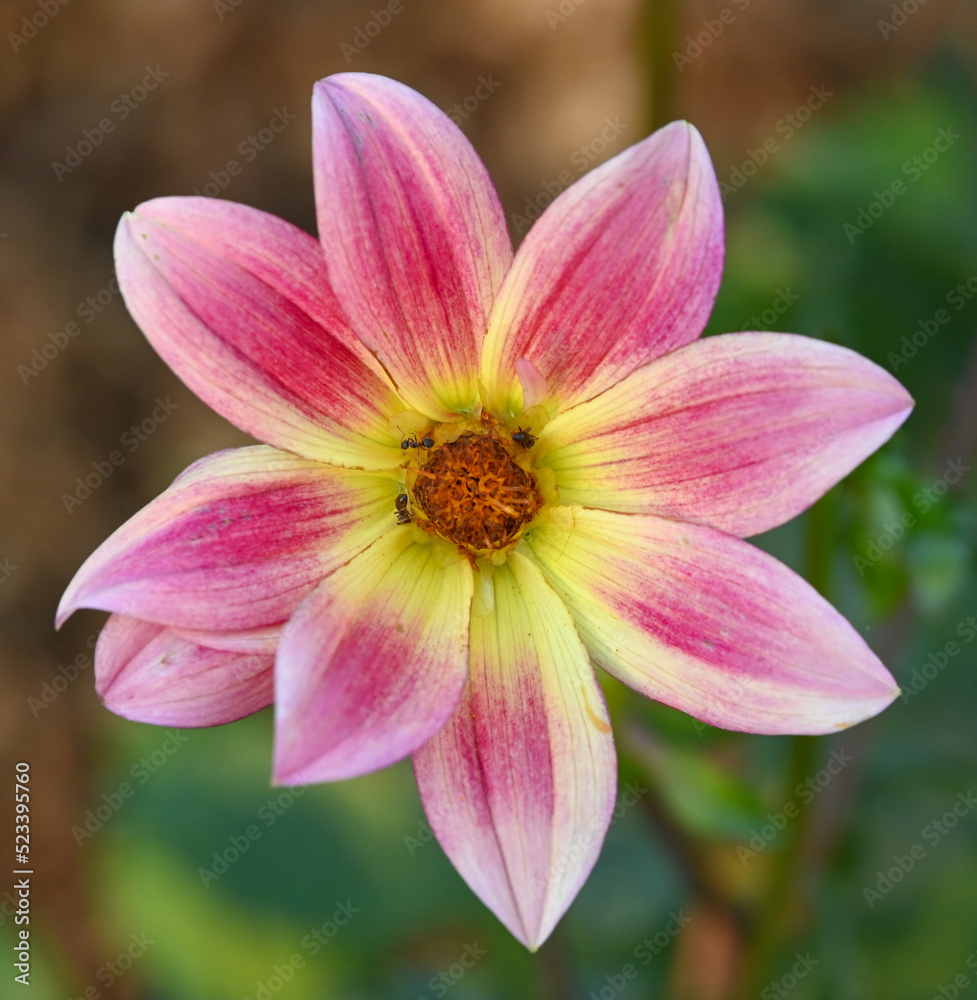 Beautiful close-up of a bicolor dahlia