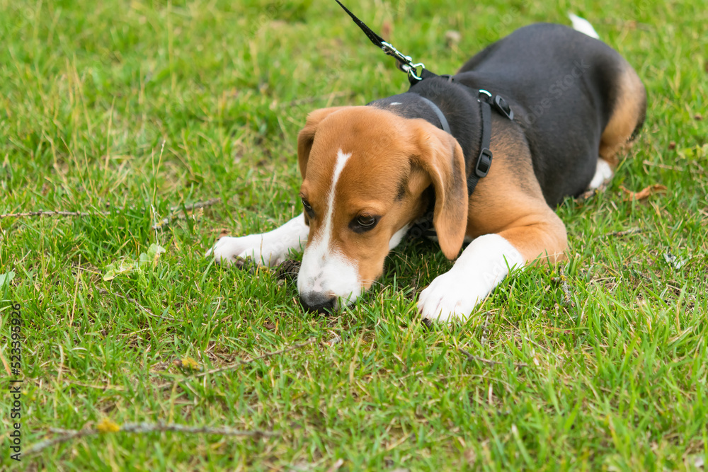 beagle puppy on a leash lies on a green lawn