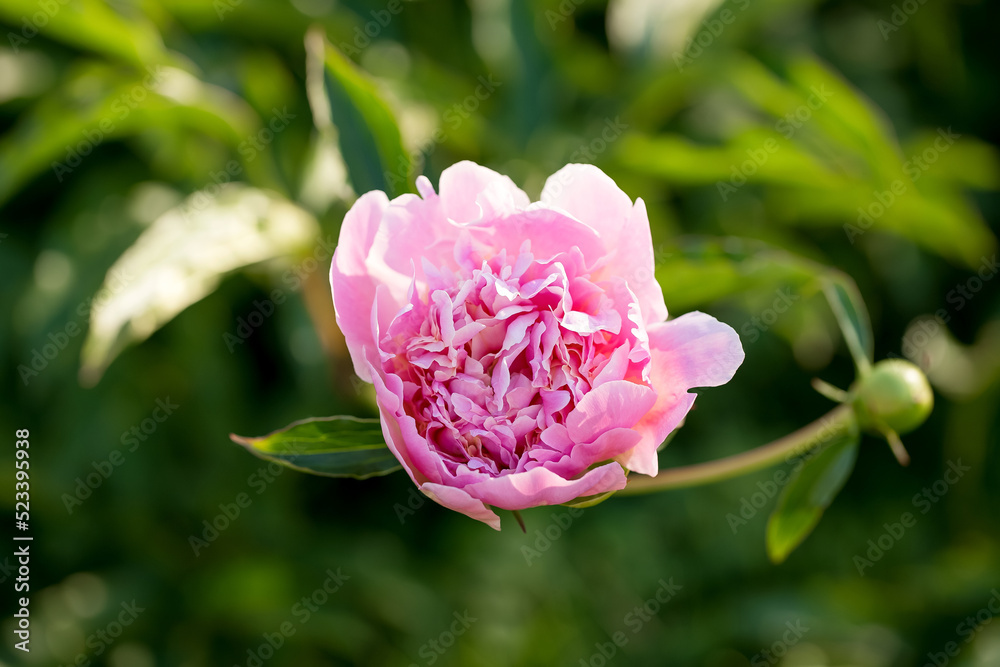 Obraz premium Pink peony flower against the rays of setting sun on a summer day.