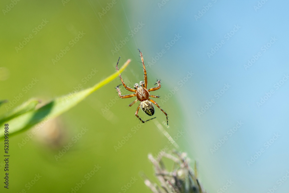 Close-up of a spider sitting on a web. Close-up of a spider sitting on a web.