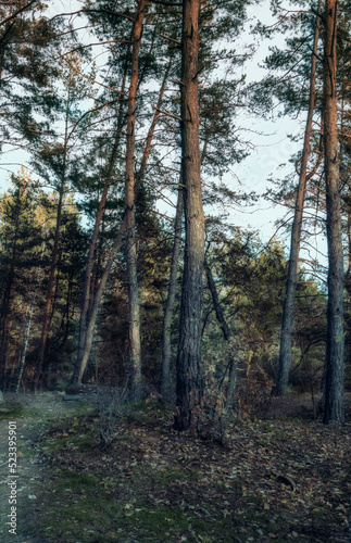 coniferous forest at sunset in Zhytomyr region  forest in Ukraine