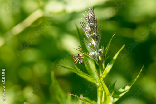 Spider on grass stalk on green background.