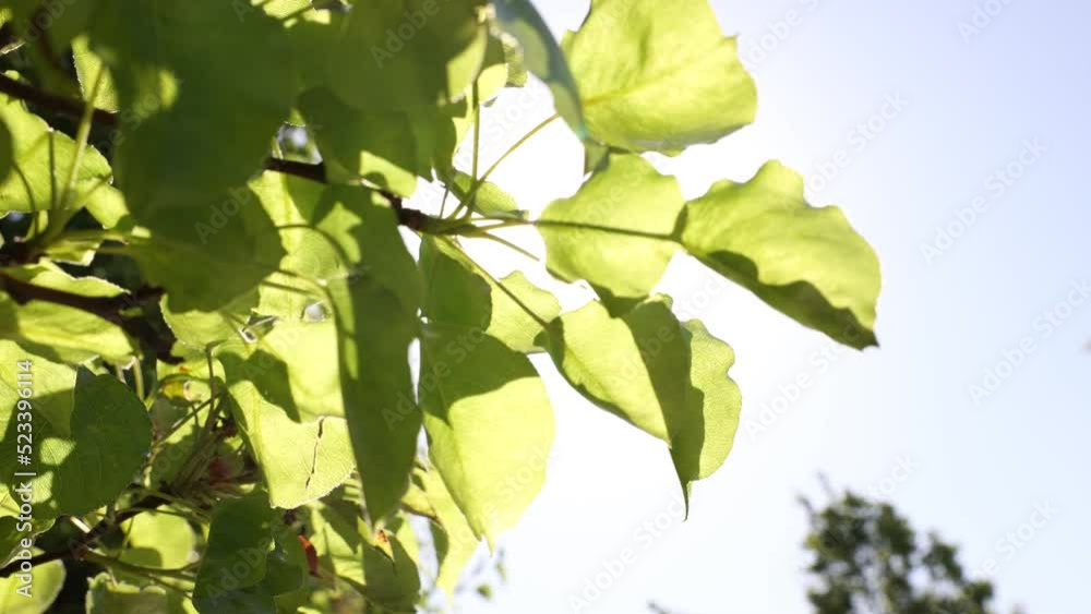 Swaying leaves in windy weather and direct sunlight. Nature or ecology or environment or freshness or wellness or carbon neutrality concept video. Swaying leaves in windy weather and direct sunlight. Nature or ecology or environment or freshness or wellness or carbon neutrality concept video.