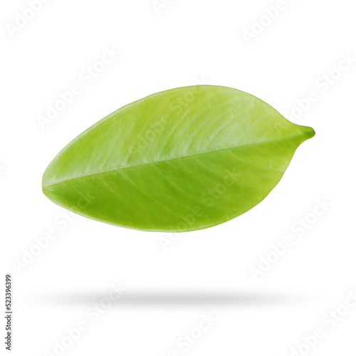 Green leaf on transparent