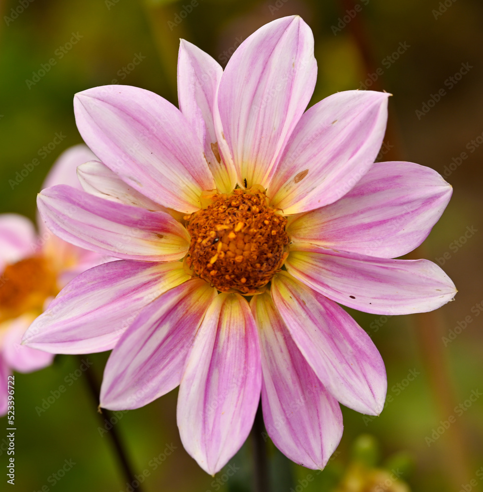 Fototapeta premium Beautiful close-up of a pink dahlia flower