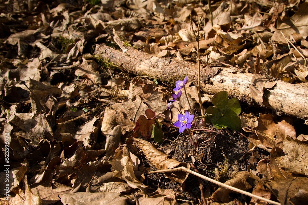 Hepatica Hepatica