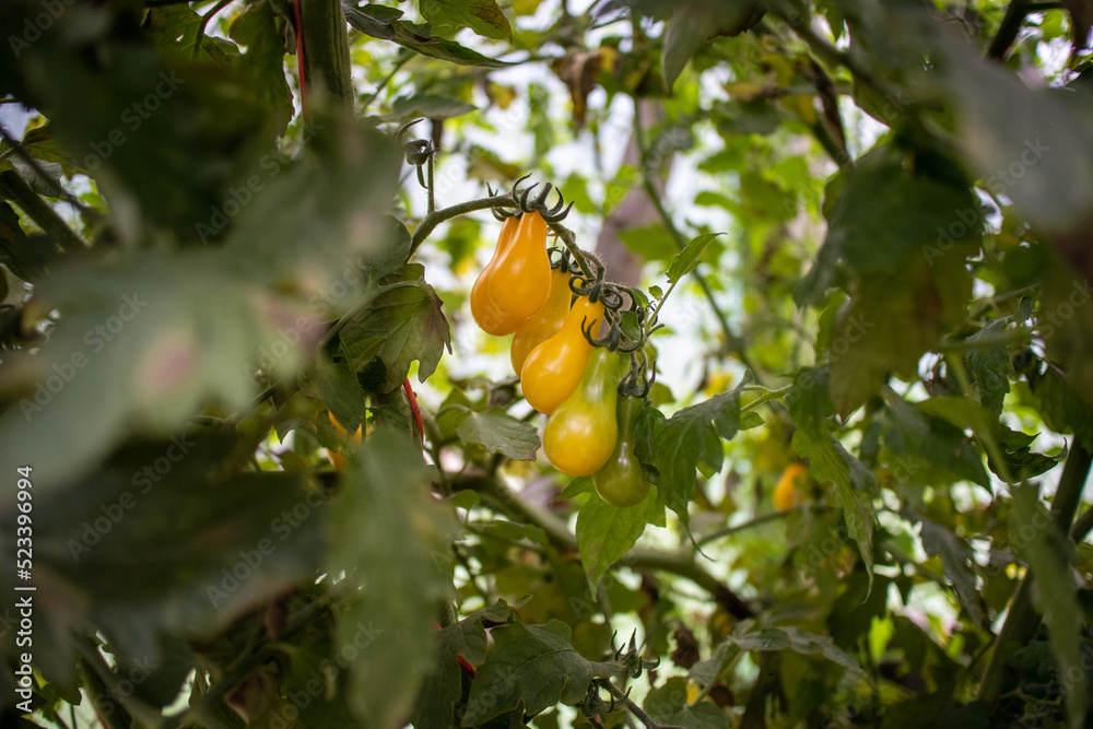 pomidor Solanum lycopersicum. hodowla. rolnictwo, kuchnia - obrazy, fototapety, plakaty 