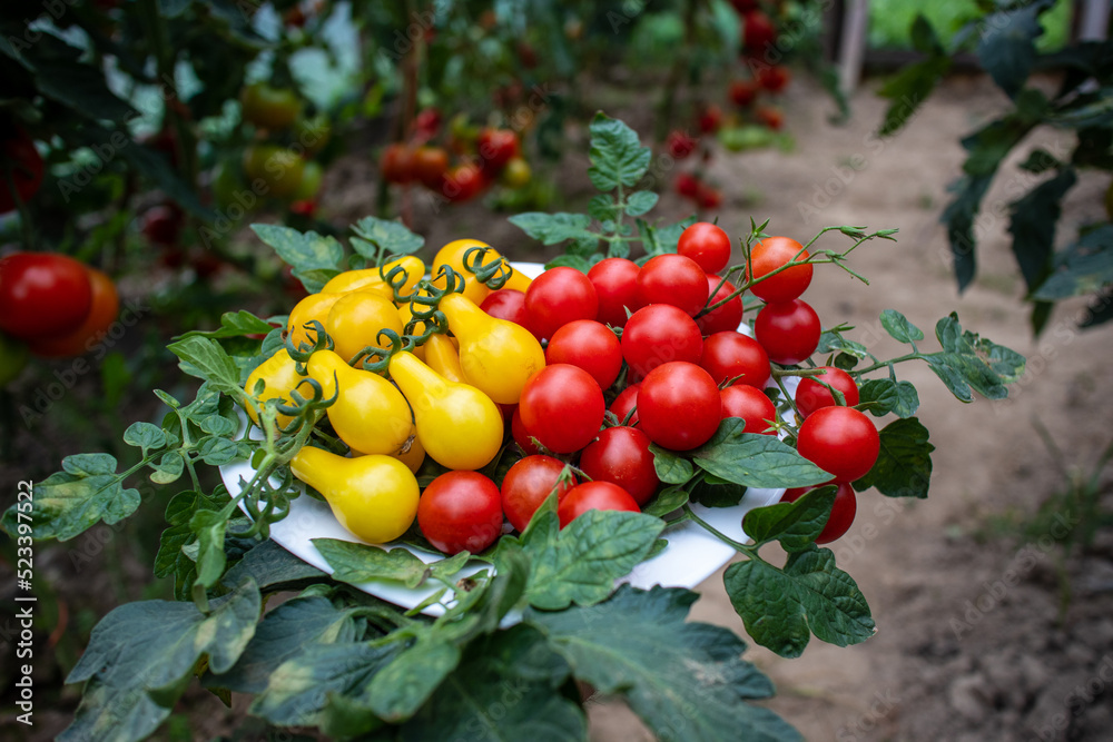 Obraz na płótnie pomidor Solanum lycopersicum. hodowla. rolnictwo, kuchnia w salonie