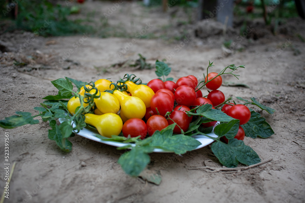 pomidor Solanum lycopersicum. hodowla. rolnictwo, kuchnia - obrazy, fototapety, plakaty 