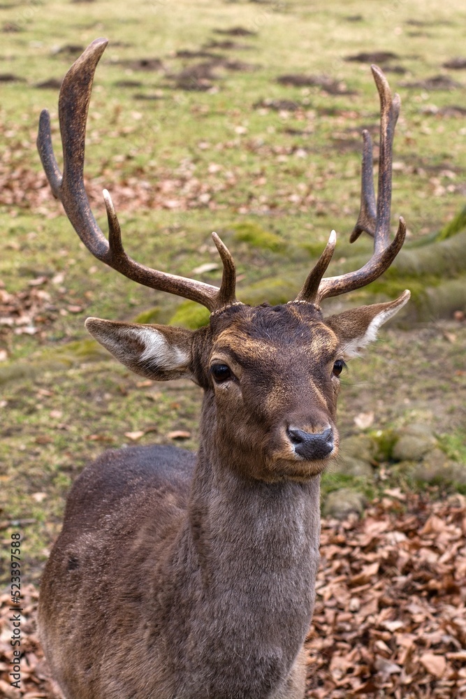European fallow deer European fallow deer