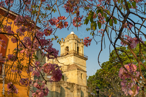 Catedral de Oaxaca 2 photo