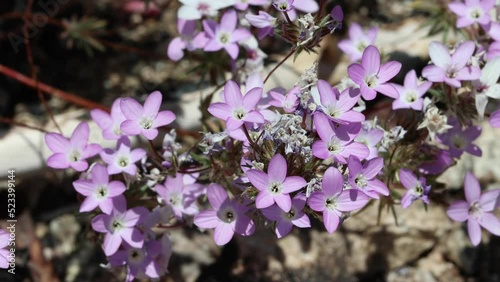 Pink flowering terminal determinate cymose cluster inflorescences of Leptosiphon Breviculus, Polemoniaceae, native annual monoclinous herb in the Western Mojave Desert, Springtime. photo