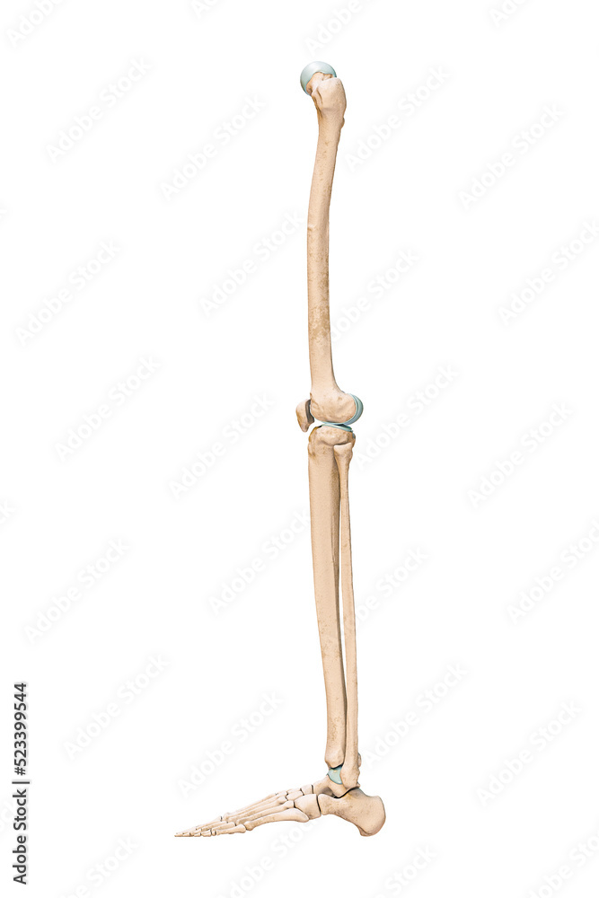 Accurate lateral or profile view of the leg or lower limb bones of the human skeletal system isolated on white background 3D rendering illustration. Anatomy, medical, osteology concept. Accurate lateral or profile view of the leg or lower limb bones of the human skeletal system isolated on white background 3D rendering illustration. Anatomy, medical, osteology concept.