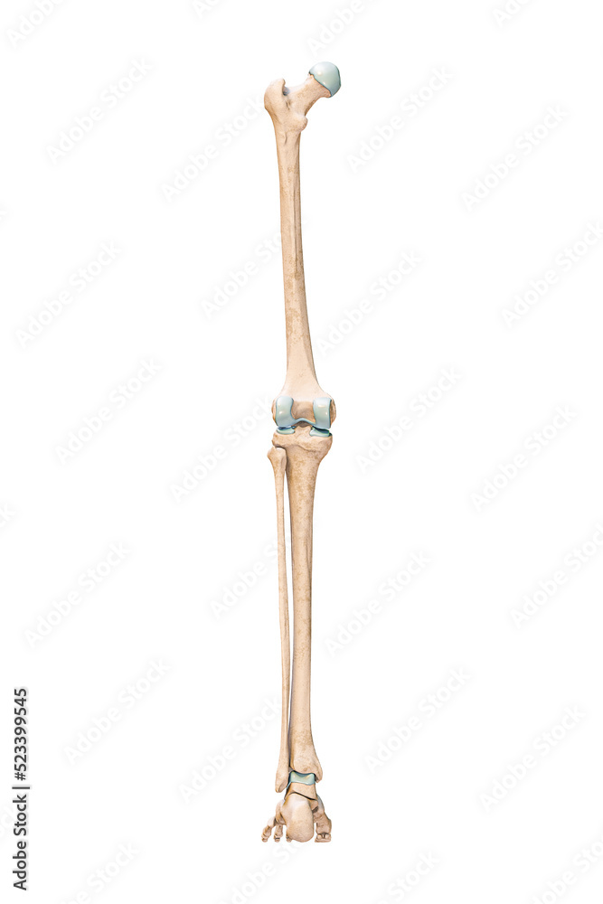 Accurate posterior or rear view of the leg or lower limb bones of the human skeletal system isolated on white background 3D rendering illustration. Anatomy, medical, osteology concept.