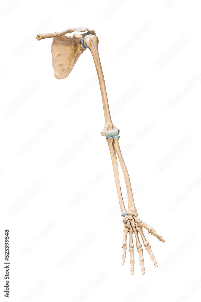 Accurate anterior or front view of the arm or upper limb bones of the human skeletal system isolated on white background 3D rendering illustration. Anatomy, medical, osteology concept.
