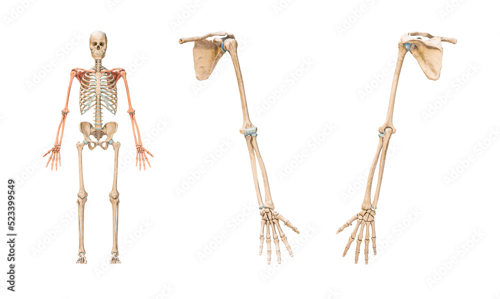Accurate bones of the arm or upper limb of the human skeletal system or skeleton isolated on white background 3D rendering illustration. Anterior and posterior views. Anatomy, osteology concept. - obrazy, fototapety, plakaty 