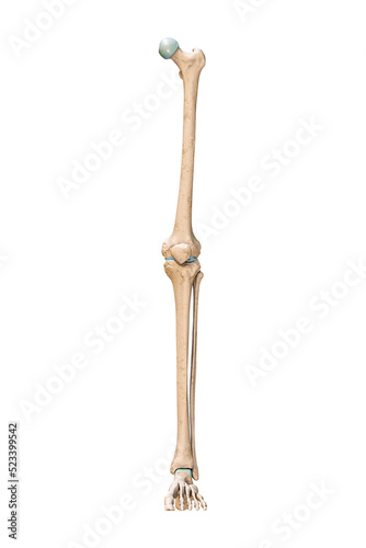 Canvastavla Accurate anterior or front view of the leg or lower limb bones of the human skeletal system isolated on white background 3D rendering illustration