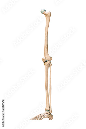 Photography Accurate three-quarter anterior or front view of the leg or lower limb bones of the human skeletal system isolated on white background 3D rendering illustration