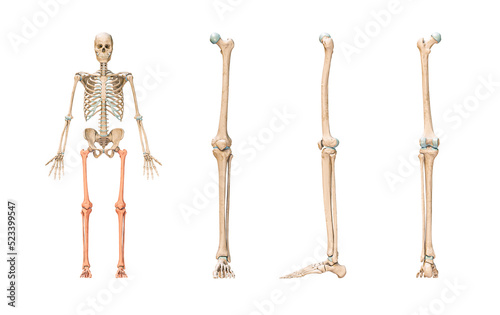 Accurate leg or lower limb bones of the human skeletal system or skeleton isolated on white background 3D rendering illustration. Anterior, lateral and posterior views. Anatomy, osteology concept. © Matthieu