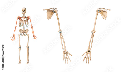 Accurate bones of the arm or upper limb of the human skeletal system or skeleton isolated on white background 3D rendering illustration. Anterior and posterior views. Anatomy, osteology concept. photo