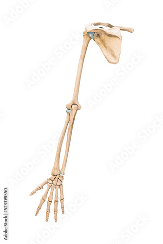Accurate posterior or rear view of the arm or upper limb bones of the human skeletal system isolated on white background 3D rendering illustration. Anatomy, medical, osteology concept.