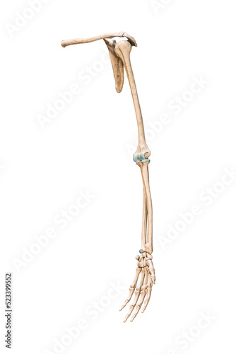 Accurate three-quarter anterior or front view of the arm or upper limb bones of the human skeletal system isolated on white background 3D rendering illustration. Anatomy, medical, osteology concept.