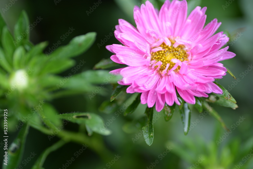 asters pink flowers, asters pink, autumn flowers, asters close-up, photo in good quality, photo close-up, background, photo in good quality asters pink flowers, asters pink, autumn flowers, asters close-up, photo in good quality, photo close-up, background, photo in good quality