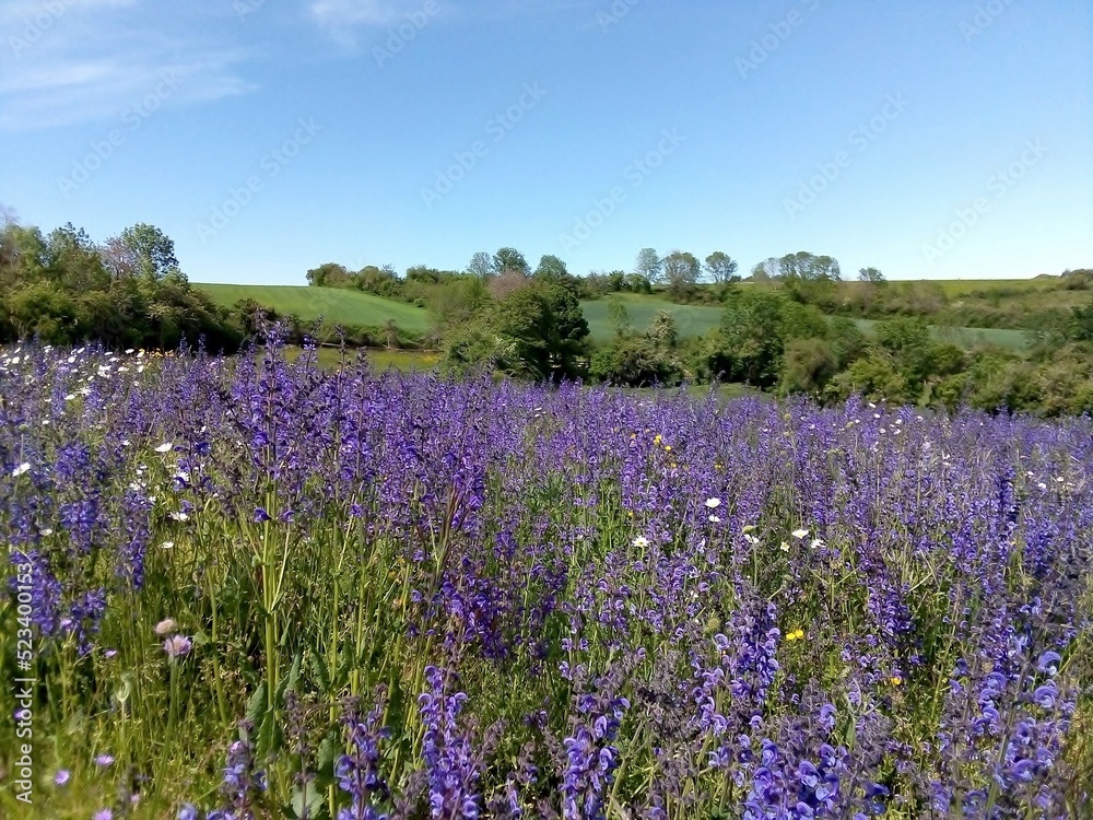 Paysage de fleurs sauvages au printemps Paysage de fleurs sauvages au printemps