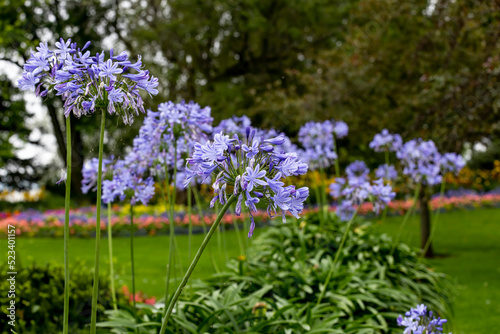 Beautiful late summer and fall flower garden