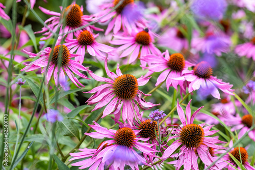 Obraz na plátně The popular Purple Coneflower, (Echinacea purpurea), blooms profusely for up to two months in mid to late summer and sometimes re-blooms in the fall