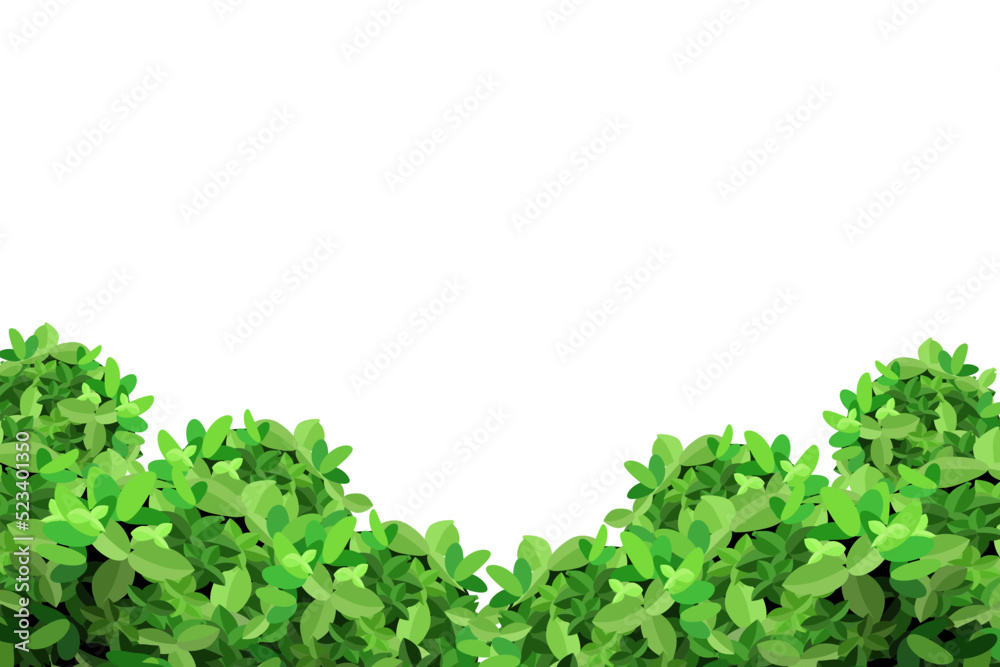 Obraz premium Ornamental green plant in the form of a hedge.Realistic garden shrub, seasonal bush, boxwood, tree crown bush foliage.For decorate of a park, a garden or a green fence. 
