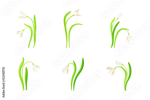 Snowdrop or Galanthus with White Drooping Bell Shaped Flower and Linear Leaves Vector Set
