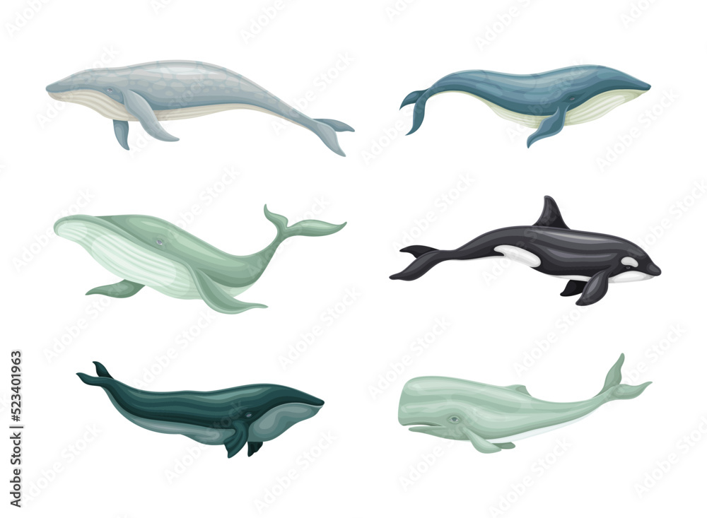 Whale as Aquatic Placental Marine Mammal with Flippers and Large Tail Fin Vector Set Whale as Aquatic Placental Marine Mammal with Flippers and Large Tail Fin Vector Set