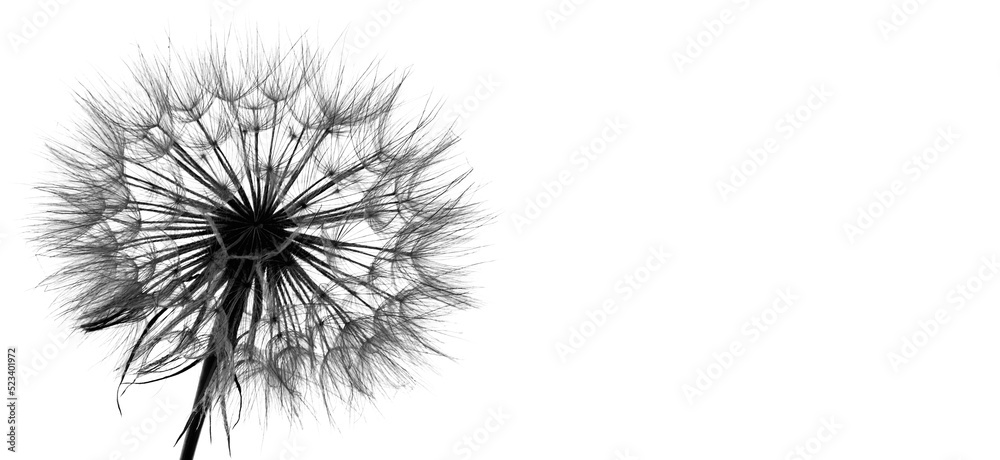 macro texture of fluffy dandelion isolated on white background, close-up, copy space