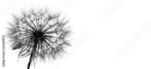 Fototapeta Naklejka Na Ścianę i Meble -  macro texture of fluffy dandelion isolated on white background, close-up, copy space