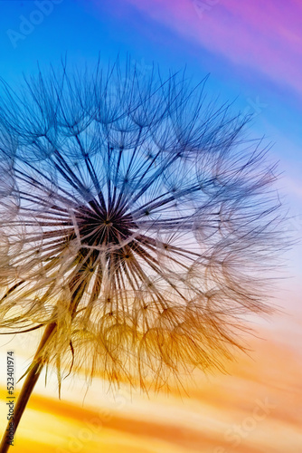 macro photography with beautiful texture fluffy dandelion on the background of colorful sunset sky, calm relaxing evening landscape with beautiful multicolored sky at sunset, close-up