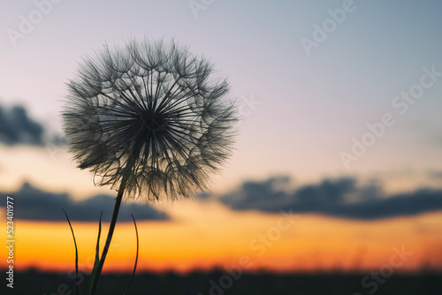 beautiful fluffy dandelion on the background of colorful sunset sky  calm relaxing evening landscape with beautiful multicolored sky at sunset  close-up