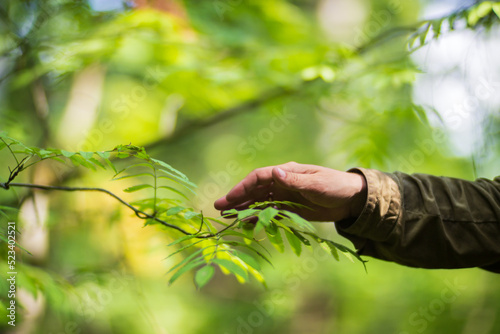 The human hand touches a tree branch with foliage. Caring for the environment. The ecology the concept of saving the world and love nature by human.