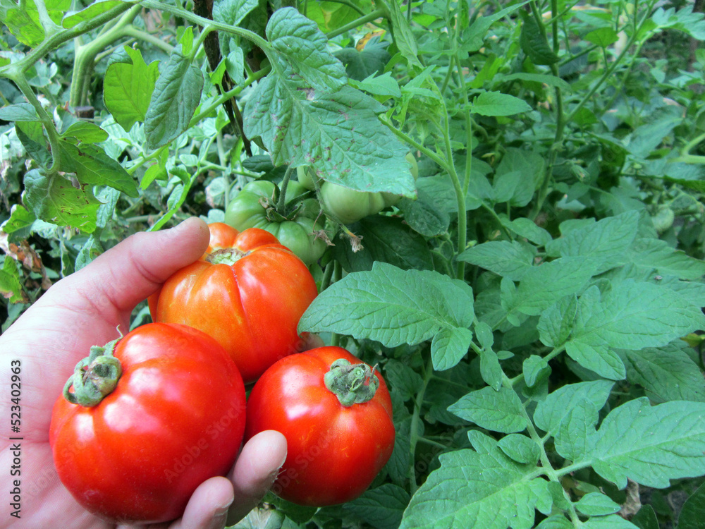 Hand picking tomatoes from the vegetable garden