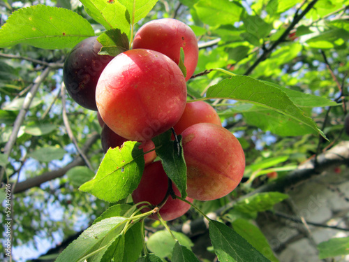     Plum Opal - delicious purple and pink sweet fruit on the tree branch in the orchard. Early variety - a cross of varieties Renkloda Ulena and Early Favourite, ready for the harvest.
