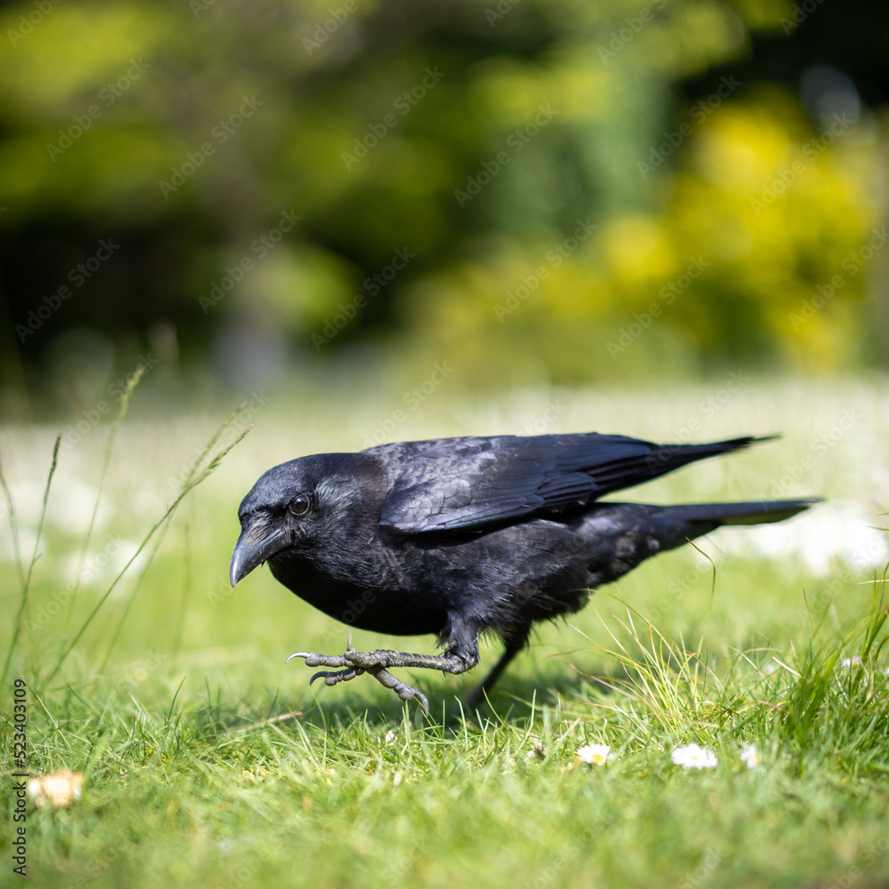 Fototapeta premium Squatting Crow