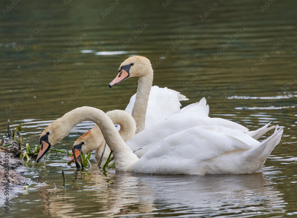 Naklejka premium Swans live on the banks of the river