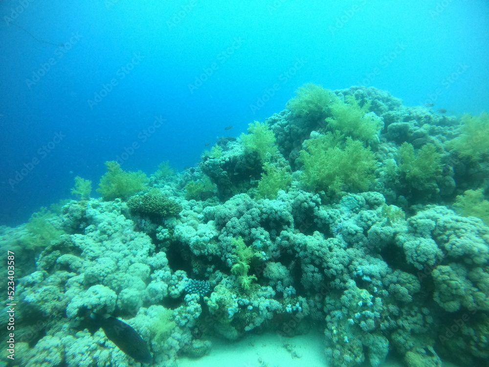 Coral reef and water plants in the Red Sea, Eilat Israel
