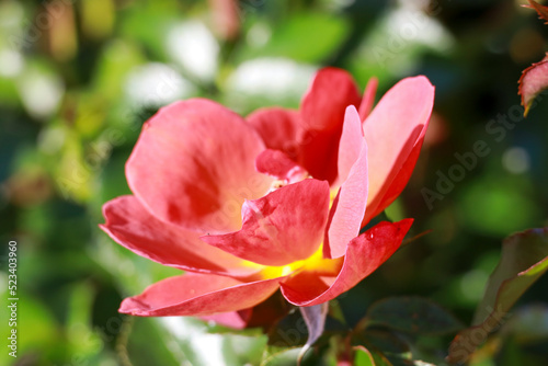 Espresso rose flower head in the Guldenmondplantsoen Rosarium in Boskoop